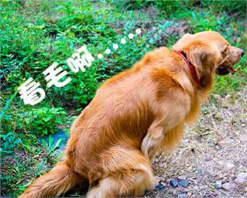 狗狗如何训练排便，我有妙招