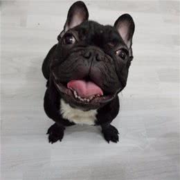 问:幼犬咳嗽怎么办?