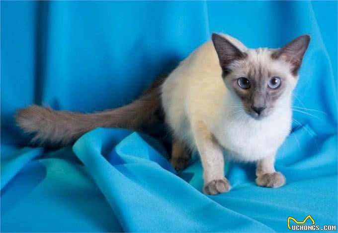 优美体形和婀娜多姿的巴厘猫