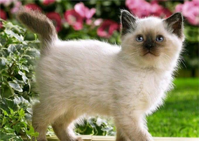 优美体形和婀娜多姿的巴厘猫