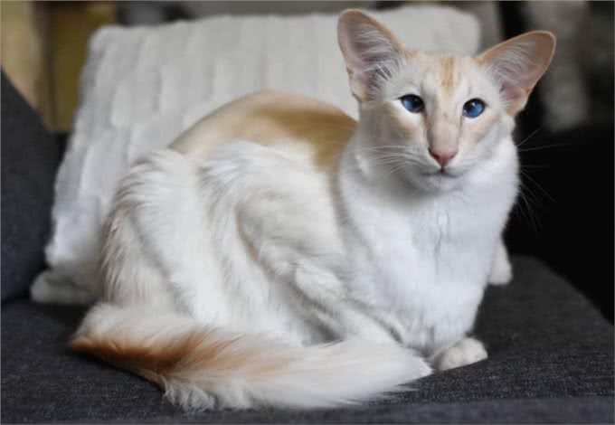 优美体形和婀娜多姿的巴厘猫