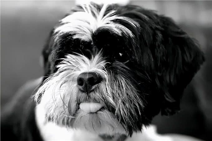 草原上的吉祥之犬—拉萨犬