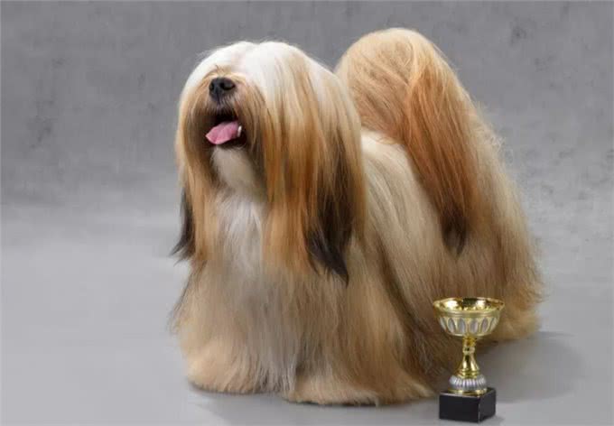 草原上的吉祥之犬—拉萨犬