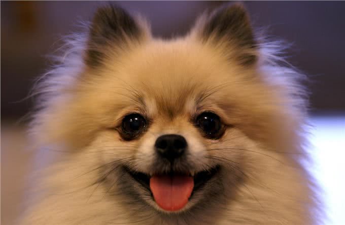 博美犬越来越受欢迎，这几个优点，巩固了它在宠物狗界的地位