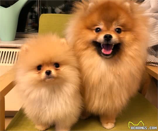 博美犬越来越受欢迎，这几个优点，巩固了它在宠物狗界的地位