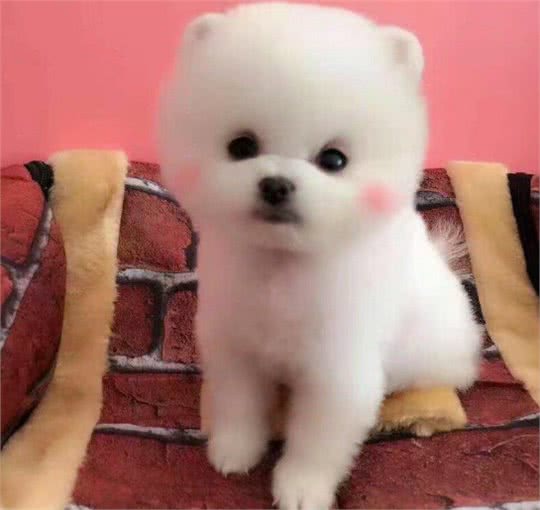 博美犬越来越受欢迎，这几个优点，巩固了它在宠物狗界的地位