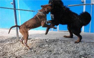 藏獒vs比特犬，谁的战斗力比较强一些