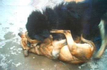 藏獒vs比特犬，谁的战斗力比较强一些