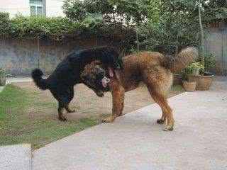 藏獒vs比特犬，谁的战斗力比较强一些