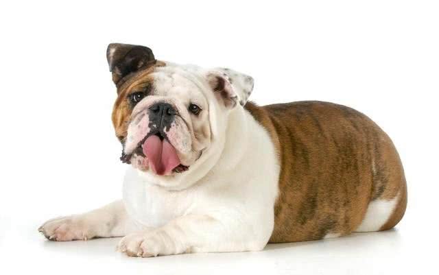 英国斗牛犬的性格特点