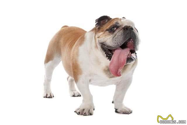 英国斗牛犬的性格特点