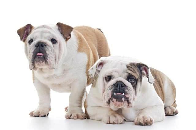 英国斗牛犬的性格特点