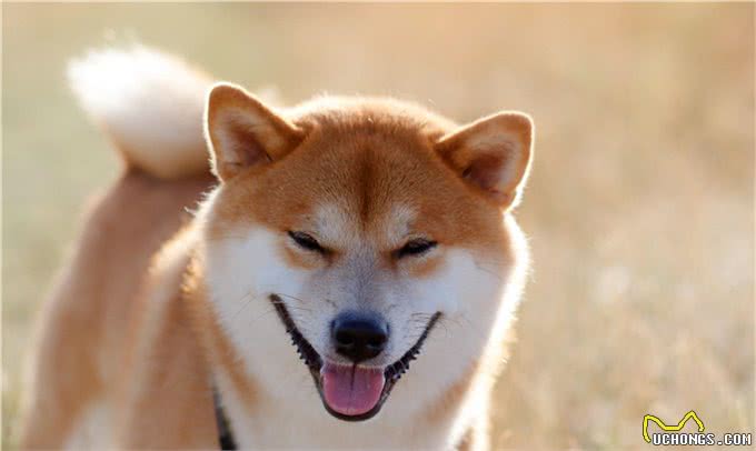 辟谣:狗狗不听话打一顿就好了?不，主人威严要与正向训练相结合