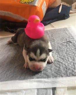 哈士奇就连喂奶姿势都是那么销魂，它们的二已经深入骨髓