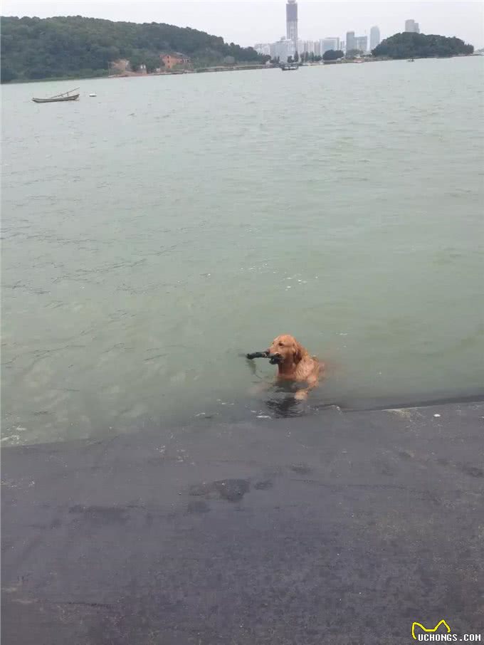 偷偷的告诉你，怎样才能训练出听话又乖巧的金毛犬
