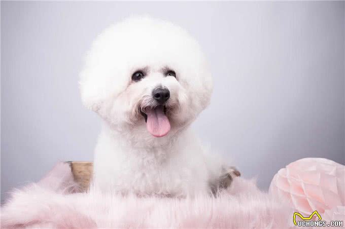 棉花糖比熊犬一个让人无法拒绝的优点，养过之后，就不想换狗狗了