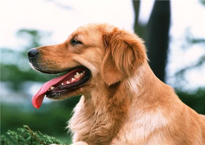 怎么挑选金毛幼犬?金毛幼犬怎么挑?