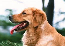 怎么挑选金毛幼犬?金毛幼犬怎么挑?