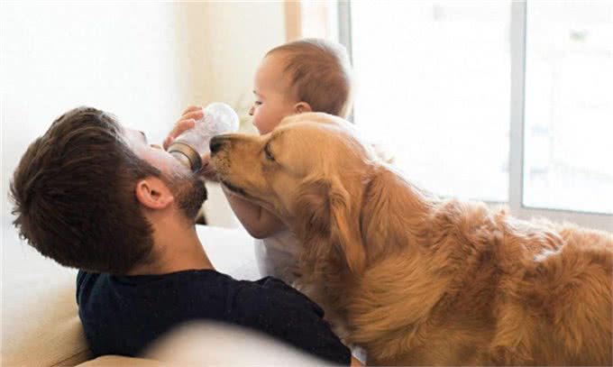 关于金毛犬喂养，在这5方面多注意，才能吃得健康!