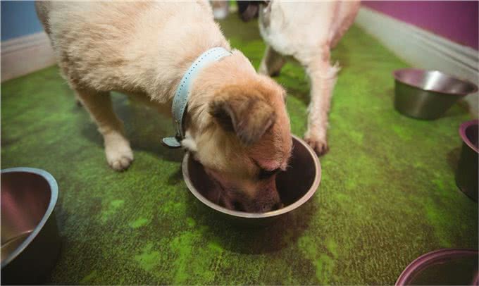 关于金毛犬喂养，在这5方面多注意，才能吃得健康!