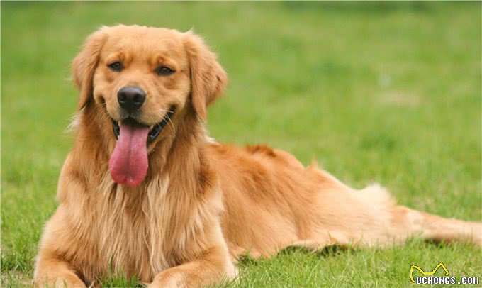 关于金毛犬喂养，在这5方面多注意，才能吃得健康!
