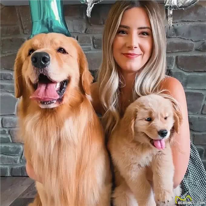 想知道现在呆萌的幼犬，长大后有多重?2招教你成功预测