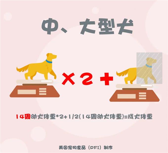 想知道现在呆萌的幼犬，长大后有多重?2招教你成功预测