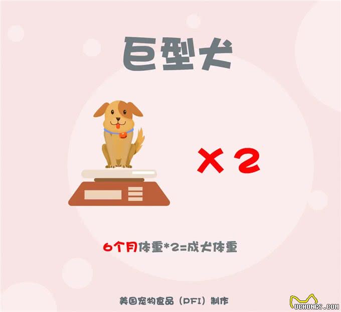 想知道现在呆萌的幼犬，长大后有多重?2招教你成功预测
