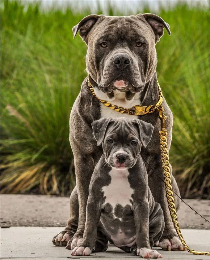 想知道现在呆萌的幼犬，长大后有多重?2招教你成功预测