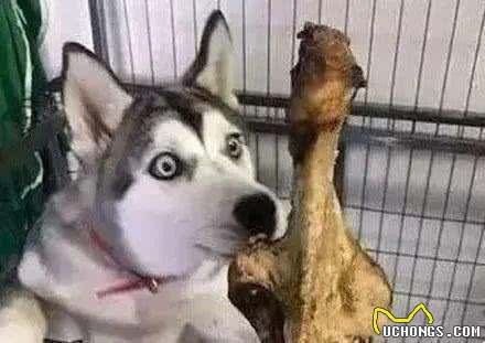 大骨头对狗狗的魔力到底有多强?