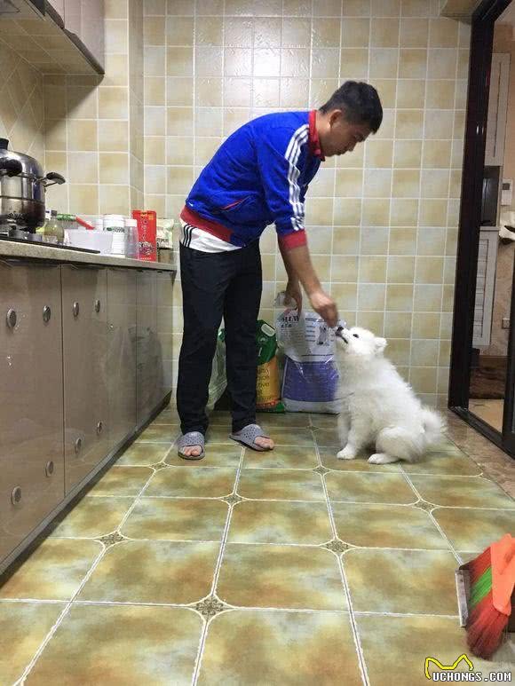 800元买了只萨摩，到家后不吵不闹很乖巧，主人怀疑养了只假狗