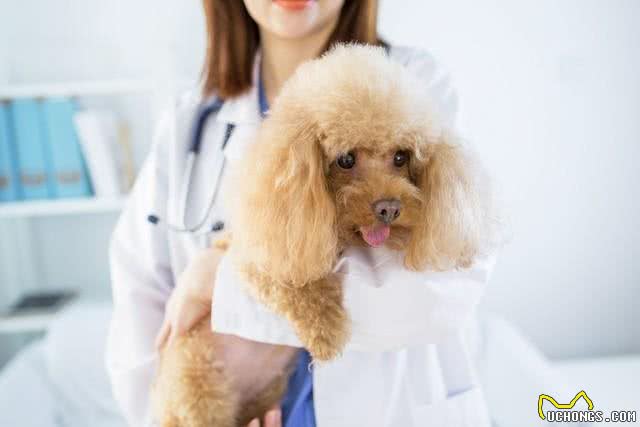 泰迪犬的寿命和牙齿掉落有关吗?如何让狗狗健康长寿?