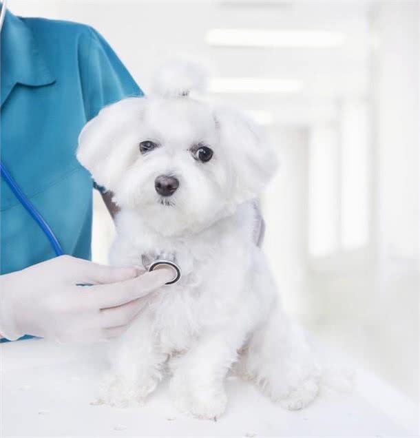 泰迪犬的寿命和牙齿掉落有关吗?如何让狗狗健康长寿?