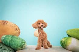 泰迪犬的寿命和牙齿掉落有关吗?如何让狗狗健康长寿?