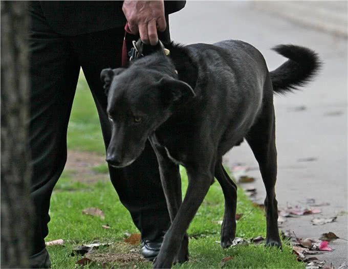 我国的黑狼犬还多吗?为什么这种狗这么优秀会逐渐灭绝了?