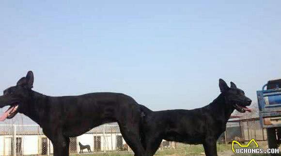 我国的黑狼犬还多吗?为什么这种狗这么优秀会逐渐灭绝了?