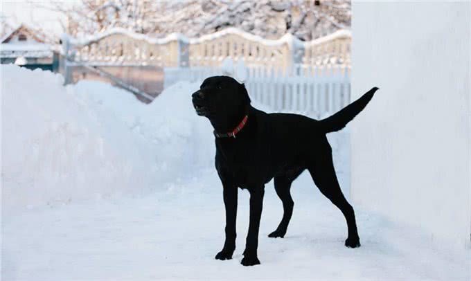 我国的黑狼犬还多吗?为什么这种狗这么优秀会逐渐灭绝了?