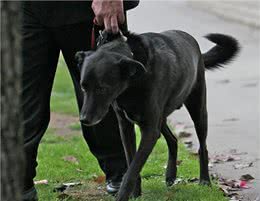 我国的黑狼犬还多吗?为什么这种狗这么优秀会逐渐灭绝了?