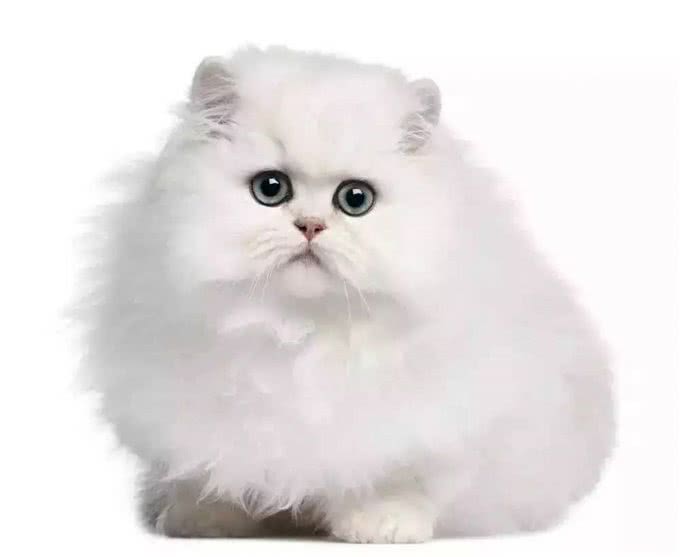 猫咪百科｜常见疾病和禁忌食物