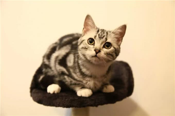 猫咪百科｜常见疾病和禁忌食物