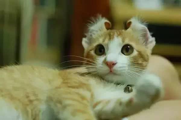 猫咪百科｜常见疾病和禁忌食物