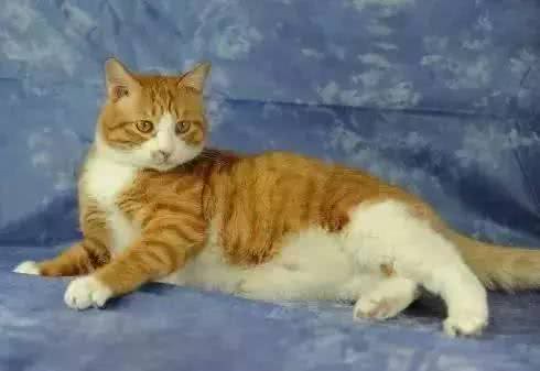 猫咪百科｜常见疾病和禁忌食物