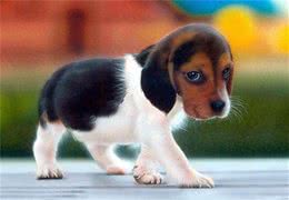 养比格犬是什么样的体验?不要被它的外表所迷惑，新手尽量不考虑
