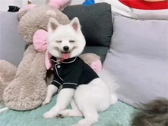 博美犬心脏问题，这样吃药不复发!