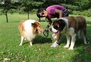 体重可达到300斤，世界第一好看家犬:圣伯纳太忠诚
