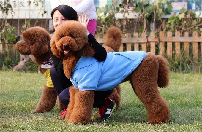 原来巨型贵宾犬这么好养!养了之后，真香