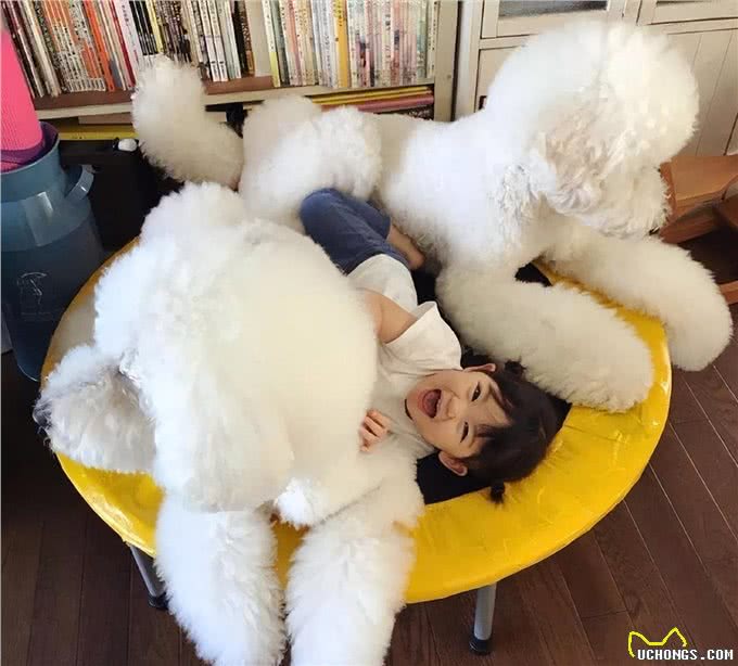 原来巨型贵宾犬这么好养!养了之后，真香