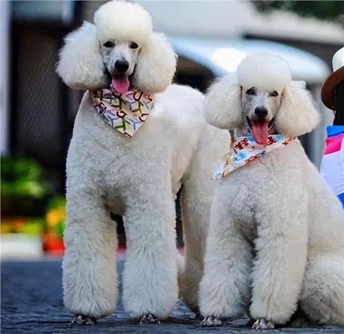 原来巨型贵宾犬这么好养!养了之后，真香
