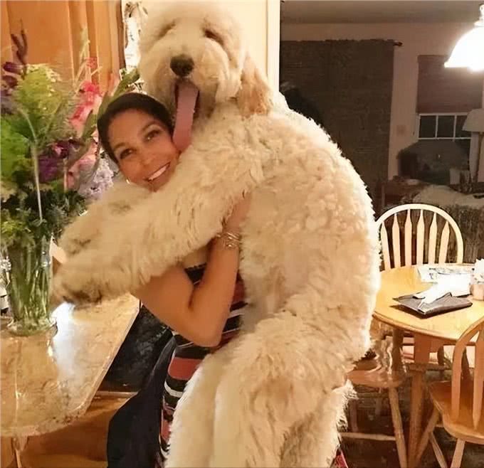 原来巨型贵宾犬这么好养!养了之后，真香