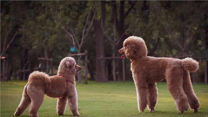 原来巨型贵宾犬这么好养!养了之后，真香
